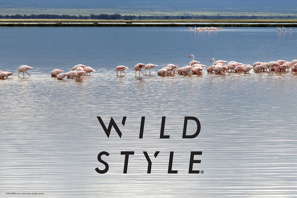 20X30 NATURE POSTER - FLAMINGOS