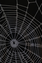 Load image into Gallery viewer, Etudes Museum Spider Web Black-BLK